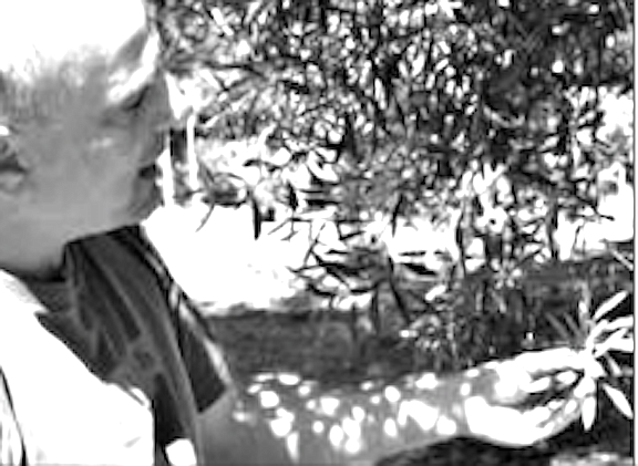 Dominick Fiume believes that 200-year-old olive trees dwell somewhere in the county, vestiges of the missionary days.