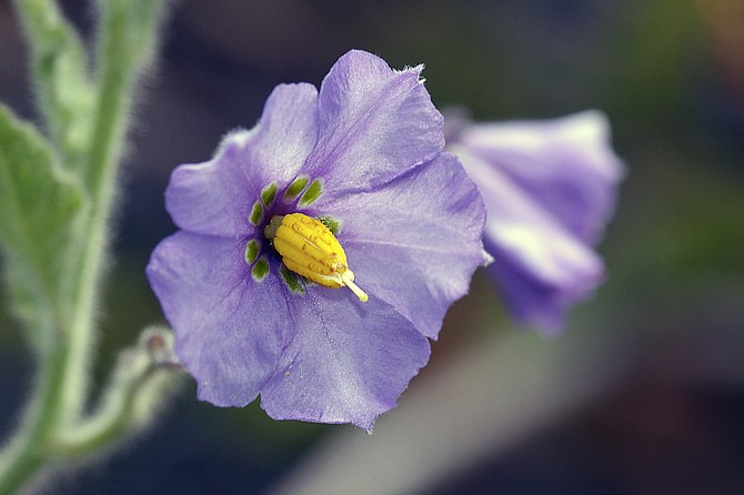 Spring wildflowers like purple nightshade can still be found in cooler coastal enclaves.