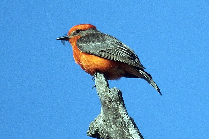 The Vermilion Flycatcher is a rare sight but has recently been seen in the Northeast County as well as the Tijuana River Valley.