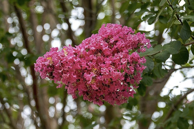 Brought to the United States in 1786, crepe myrtles are native to Asia, Australia and parts of India.