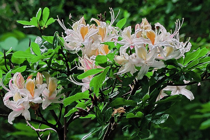 Western azalea grows along the coast from southern Oregon all the way down to San Diego county.