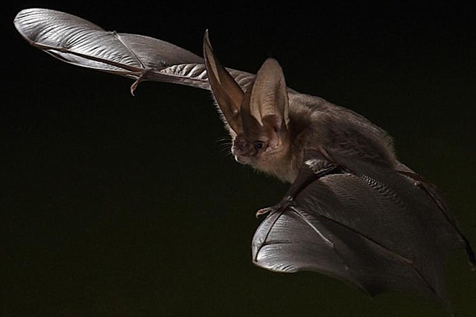 Mission Trails Regional Park hosts a multi-media presentation about the amazing mammals.