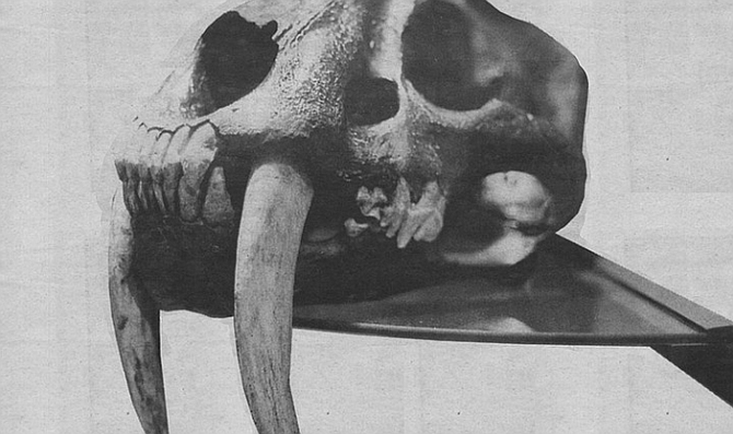 Sabre-toothed tiger skull constructed by ICR scientists