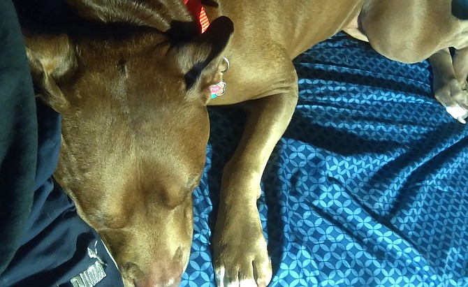 The service dog Misha. “Everywhere I go people love her,