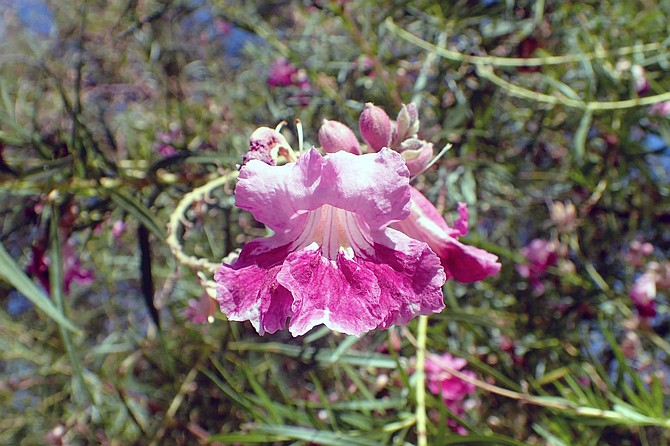 Desert Willow (Chilopsis linearis) is not a willow, 
it’s actually related to the jacaranda tree.