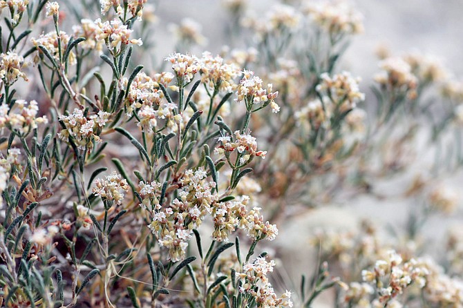 Wild Buckwheat (Eriogonum Fasciculatum ) is popular
with bees and other pollinators.