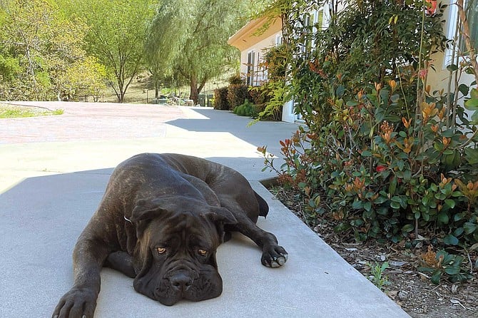 “You are not coming inside,” Mai shouted, waving a finger at the Mastiffs before shutting the door behind us.