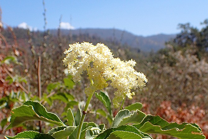 Blue Elderberry(Sambucus Cerulea) is native to the Western United States, from Montana to Northern Mexico.