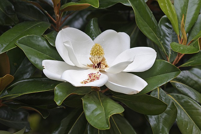 Late spring and into the summer, the Southern magnolia diplays its beautiful, large, white, fragrant flowers.