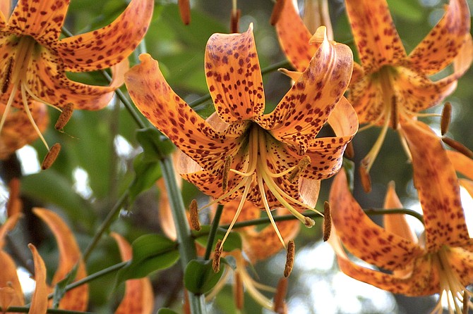 The Humboldt Lily generally grows in canyons or on north facing slopes.