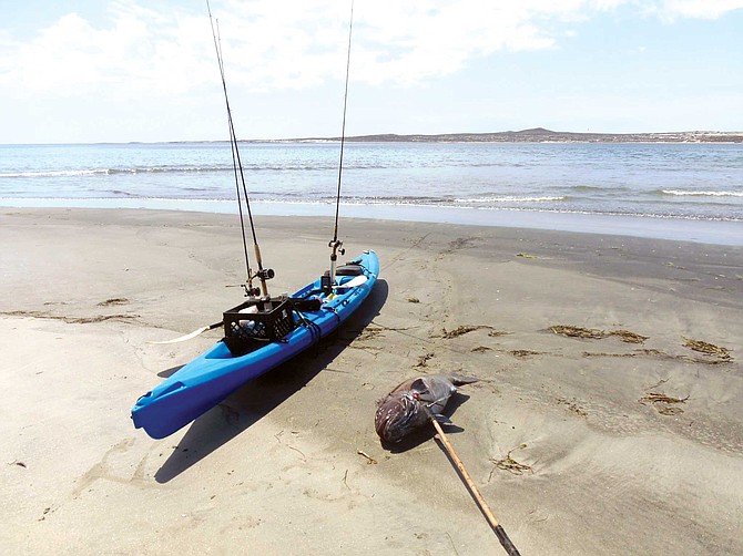 A legal keeper in Mexico though protected in California. This 75-pound black seabass, a juvenile, was a struggle worth its weight.
