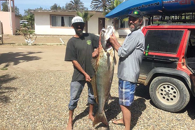 A large white seabass caught by kayak inside San Quintin Bay.