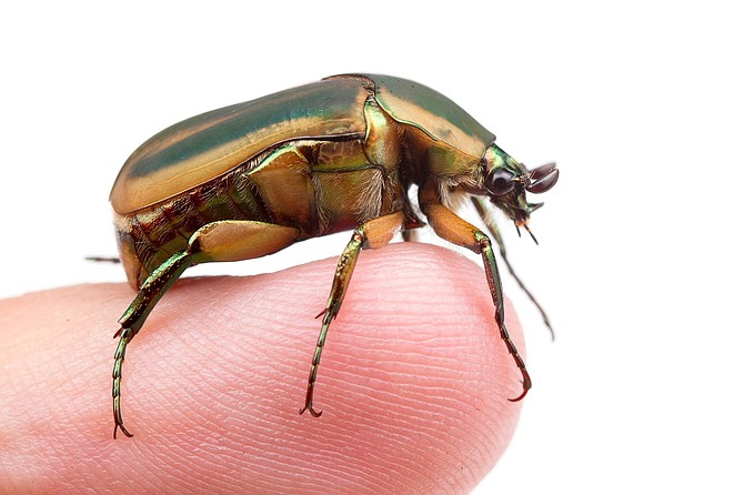 Figeater beetles are often mistaken for green June beetles and occasionally Japanese beetles, which occur in the eastern US.