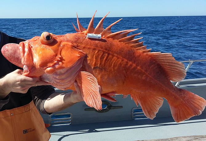 A protected cowcod with extreme barotrauma and a transmitter. With proper methods, this fish can be returned safely to its habitat.