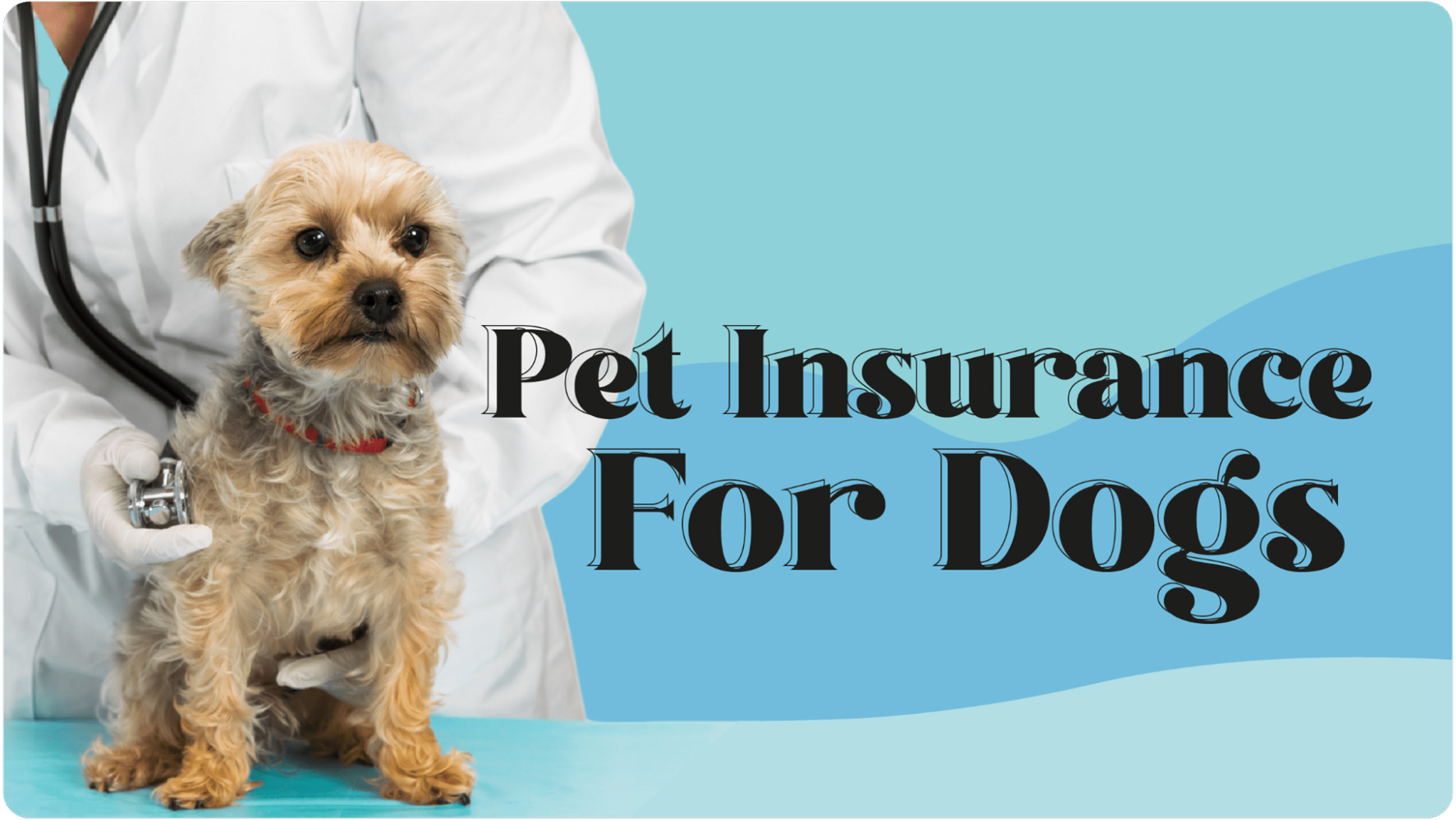 10 Best Pet Insurance for Dogs: Protect Your Furry Friend’s Health