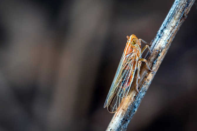 Cicadas usually come out on warm, humid nights when it’s not raining.