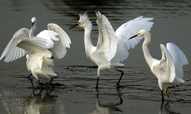 Snowy Egrets prancing at the Famosa Slough