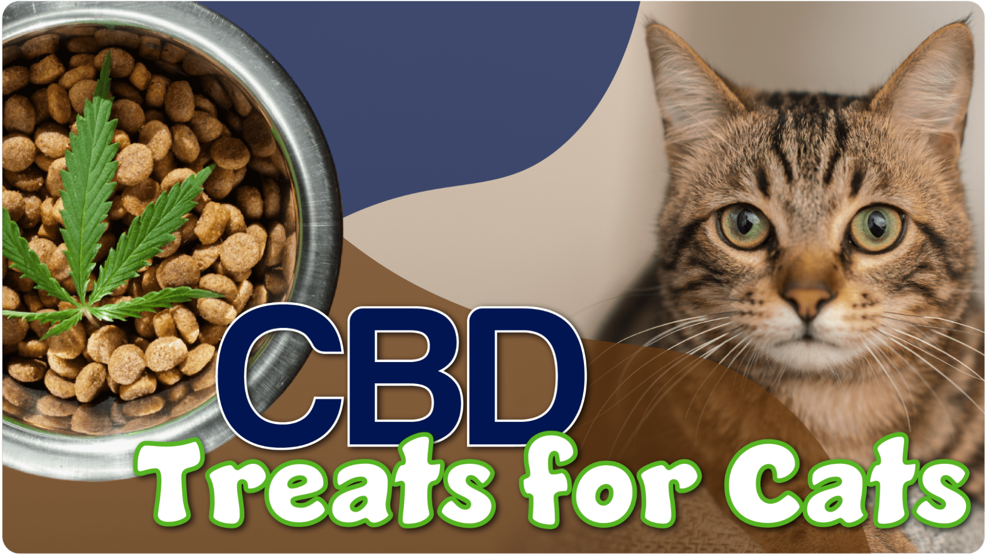 Best CBD Treats for Cats: Improve Your Cat's Health and Wellness - Vimarsana News