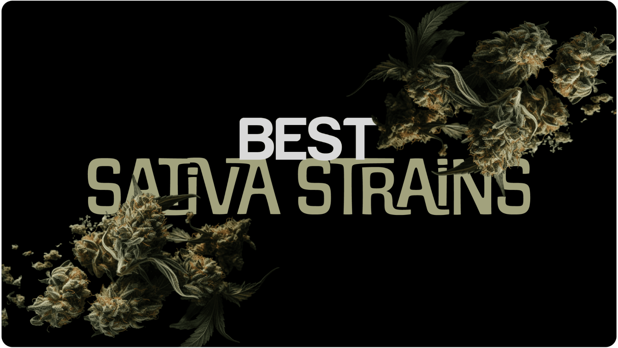 8 Best Sativa Strains: Discover Energising Cannabis Varieties - Vimarsana News