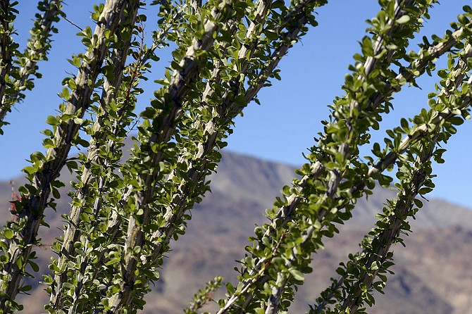 Ocotillos can grow and lose leaves four or five times in a year depending on rainfall.