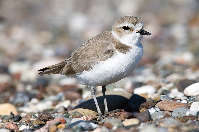 The Pacific coast population of the western snowy plover was listed as threatened by the Fish and Wildlife Service on March 5, 1993.