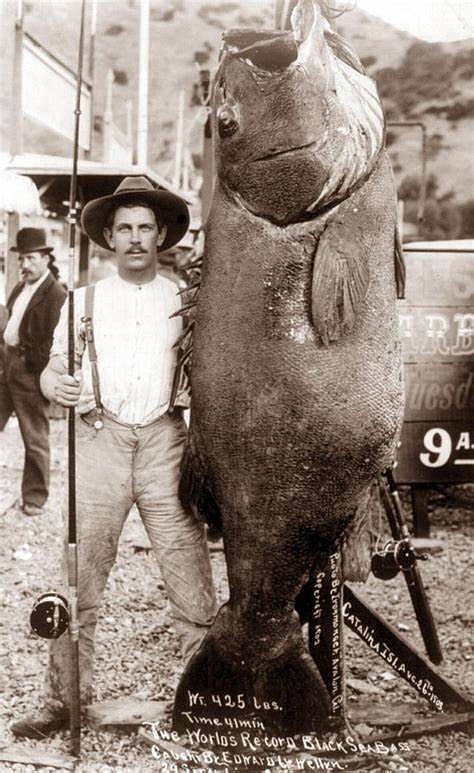 Edward Llewellen with his 425-pound black seabass caught in 1903 off Catalina Island, a world record at the time.
