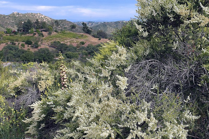 A cluster of blooming chamise among the chaparral at Harris Trail just north of Fallbrook.