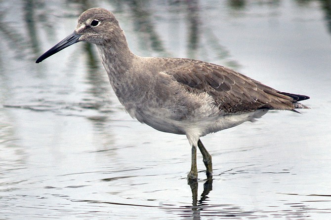A willet wades in the shallows at the Famosa Slough.