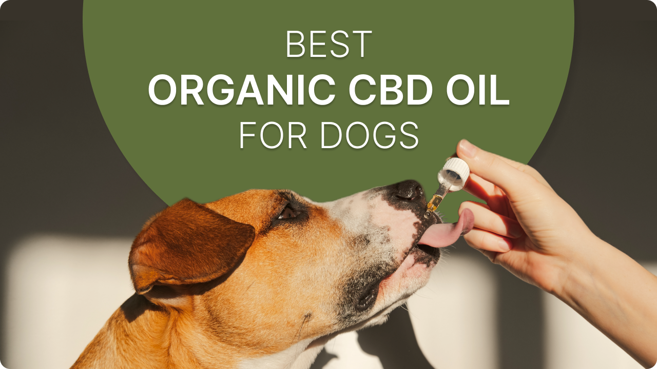 Best Organic CBD Oil for Dogs: Top Relaxation Products to Your Furry Friend - Vimarsana News