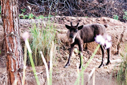 Boris the two-month-old reindeer at the San Diego Zoo