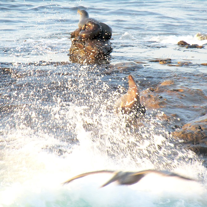 A pelican photobombing the sea lions sunbathing in la jolla as a wave hits the rocks, during golden hour.
(this photo is zoomed in, please give wildlife plenty of space to exist in peace)
