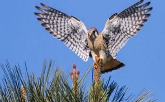 American kestrel perched on one of the grove's Torrey pines
