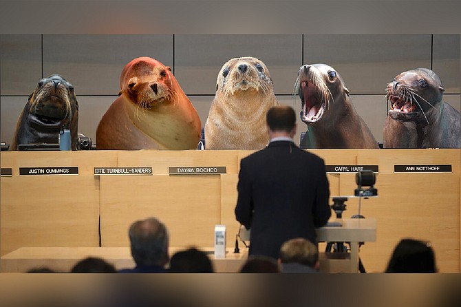 At one point during the hearing, Commissioner Hart chastised a La Jolla resident who had risen to protest, “You still have the Children’s Pool. Well, for half the year, anyway. And you will note that the charter for the Children’s Pool doesn’t specify whose children. Quite frankly, we’re outbreeding the people of La Jolla by several orders of magnitude. Be grateful we haven’t acted on that. Yet."