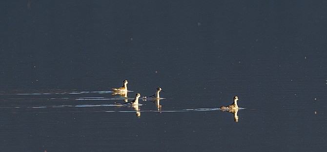 Rood did manage to photograph a group of red-necked phalaropes, swimming in the lake “as though it was totally normal.”