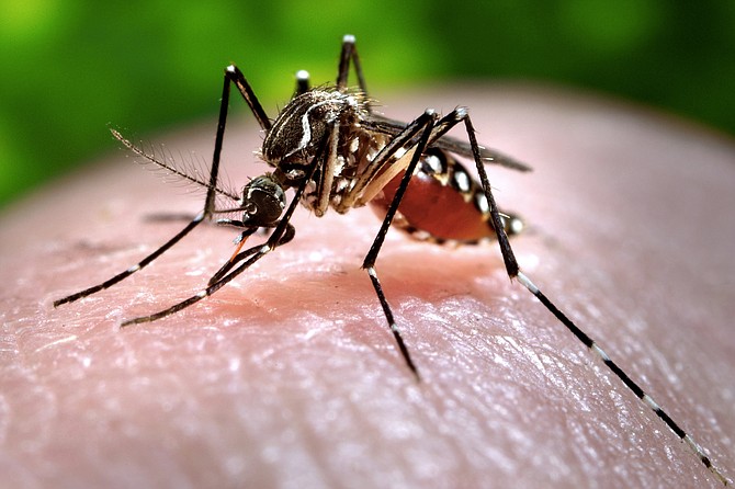 Also known as the “yellow fever mosquito”, Aedes Aegypti can spread many disease agents.