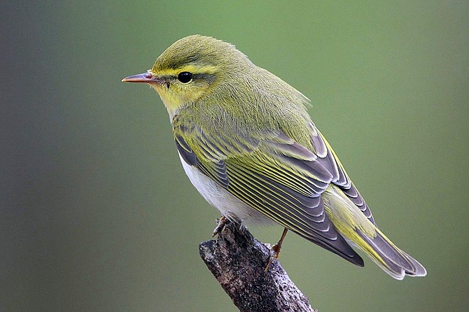 The Orange-Crowned warbler is one of the more common California warblers.