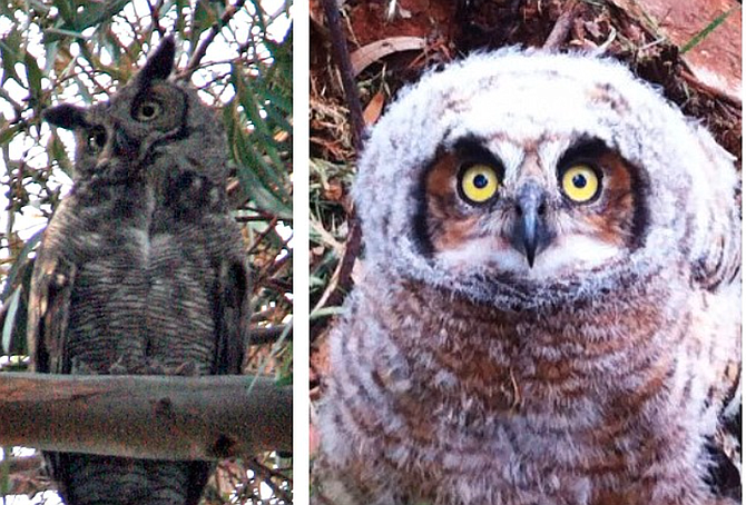 Photos of owls taken within South Park's 28th Street canyon.