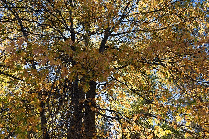 California black oak is can be found in the foothills and lower mountains of California and western Oregon.