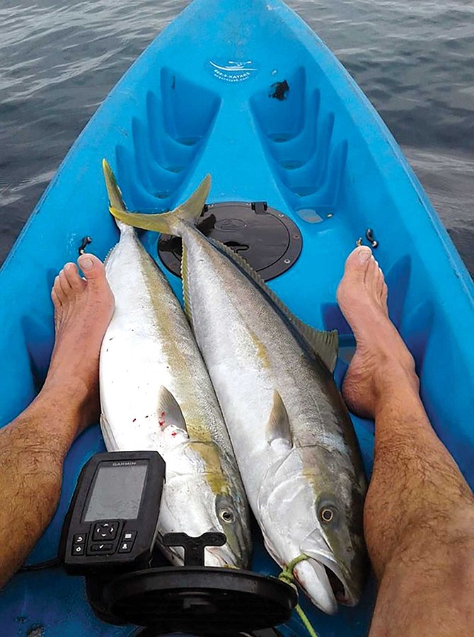 Yellowtail have been my primary target when fishing from the kayak. They are a strong fish and make for great table fare.