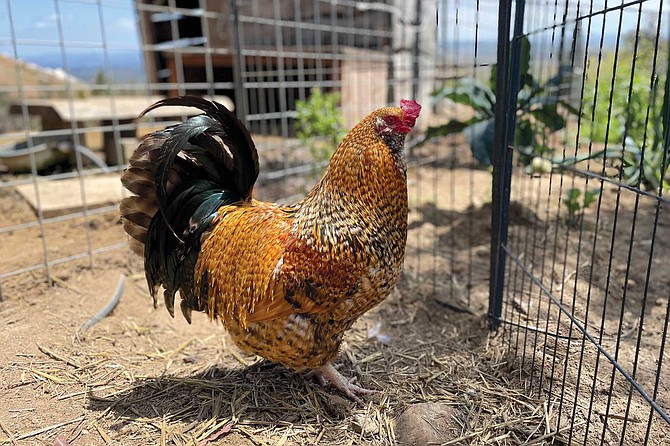 Athena tells us that the roosters are rapey. It’s true; last night when we put the chickens back in the coop for the night, the roosters charged at them, and the poor chickens made a terrified run for it.