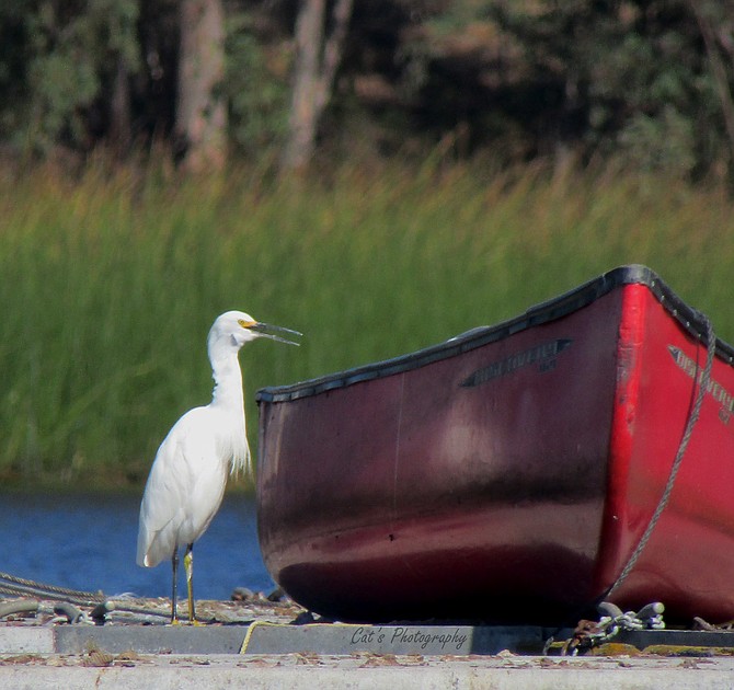 I was laying on a boat dock steadying my camera to snap a photo of this egret. I couldn't figure out why the bird was staring at the boat. Once I uploaded my photo and made it bigger I saw it. The bird was mad at his reflection. 😂