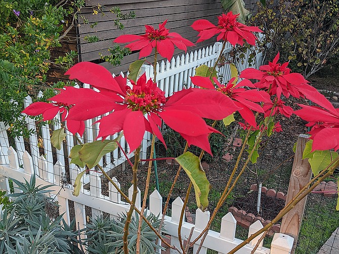 A blooming poinsettia next to a pride of madeira in a Point Loma yard.
