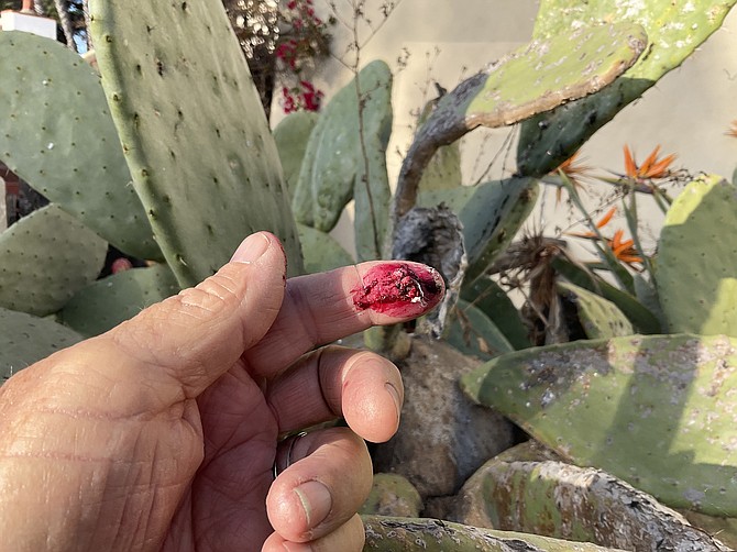 The red remains of a squished cochineal insect, in Old Town’s Plaza.