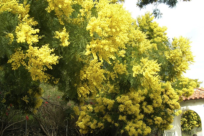 Acacia Decurrens propogate and grow rapidly after a brushfire.