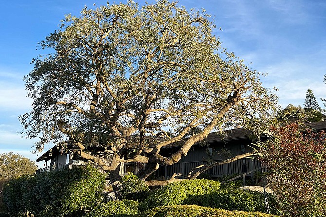 The rare, endangered oaks form especially complex and twisted canopies.