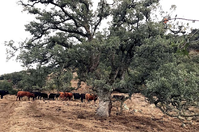 Engelmann oak on Santa Ysabel cattle ranch.