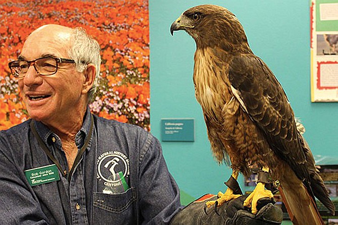 Meet Huxley and his faulconer friend Bob Gordon at Mission Trails Regional Park.