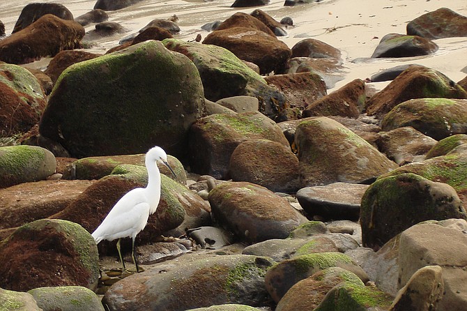 An egret patrols the rocks in La Jolla at low tide searching for a meal.