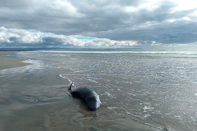 At first, I thought it was a dead dolphin. I was wrong on both counts.