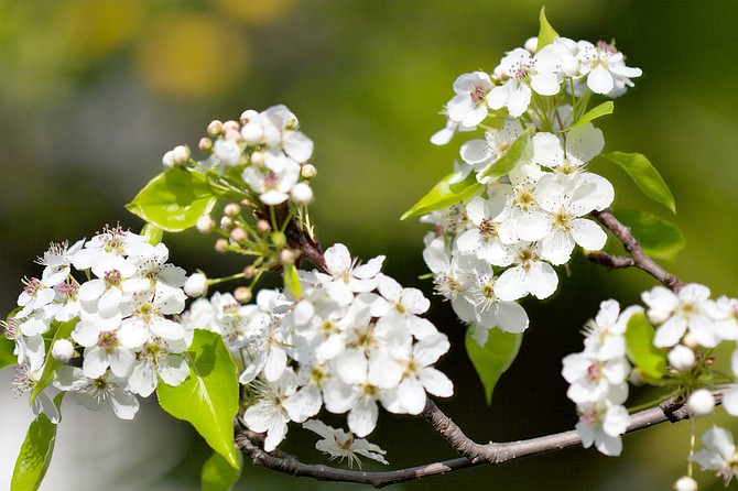 The Callery Pear (pyrus calleryana) is native to China and Vietnam and is increasingly being considered an invasive species in San Diego.